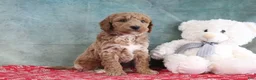 Mini Goldendoodle dogs for sale: Smokey - Ad 4