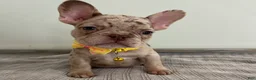 French Bulldog dogs for sale: Emma - Ad 2