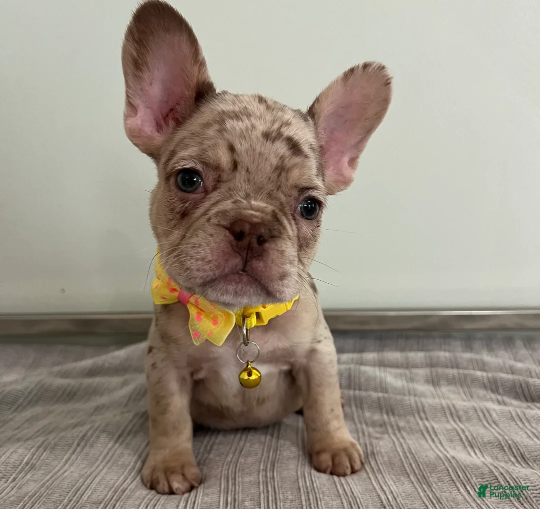 French Bulldog dogs for sale: Emma - Ad 2