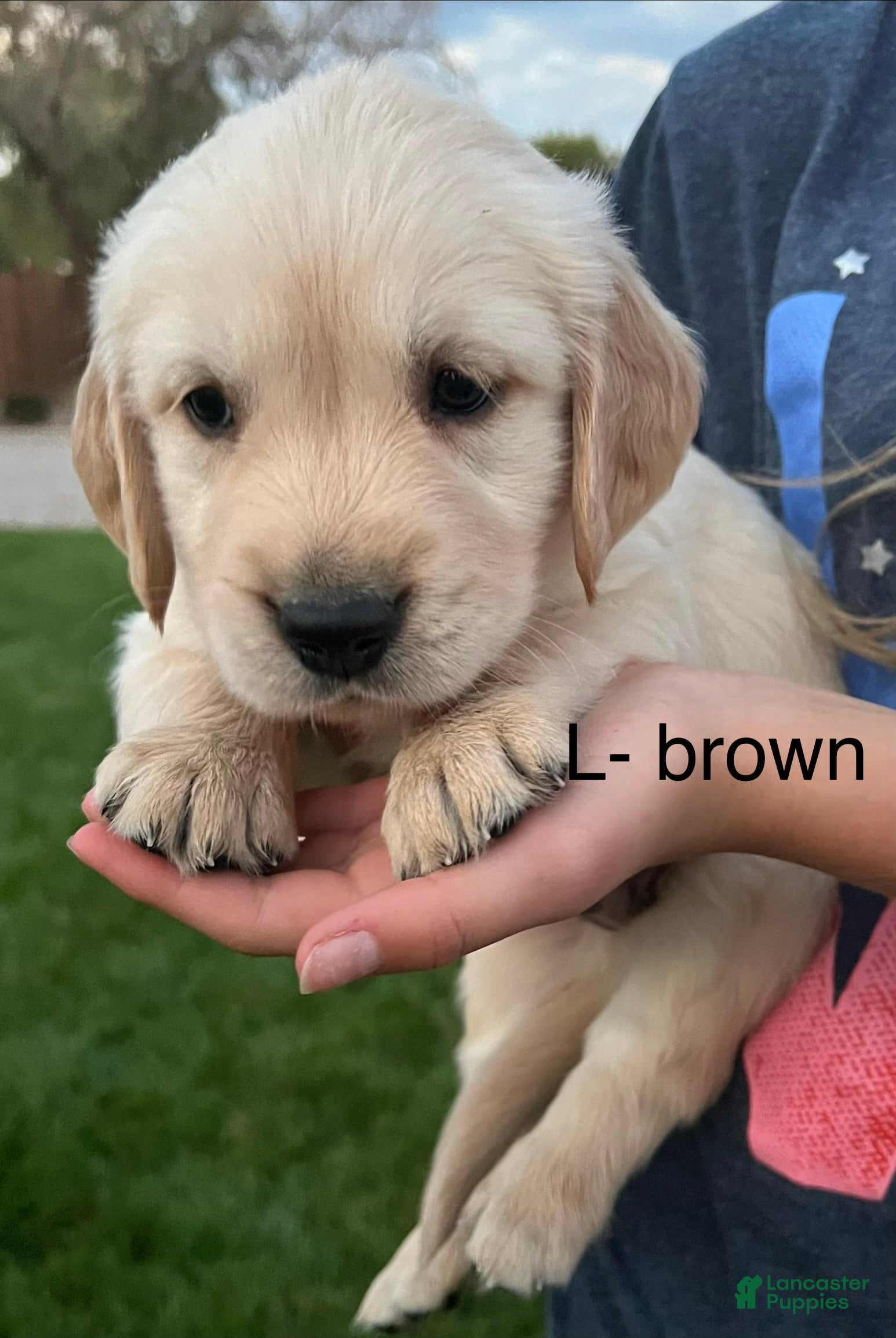 Golden Retriever dogs Brown - Ad 1