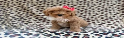Cavapoo dogs for sale: Mercedes  - Ad 4