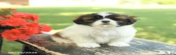 Shih Tzu dogs for sale: Lucy - Ad 4