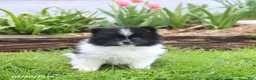 Pomeranian dogs for sale: Top Hat - Ad 3