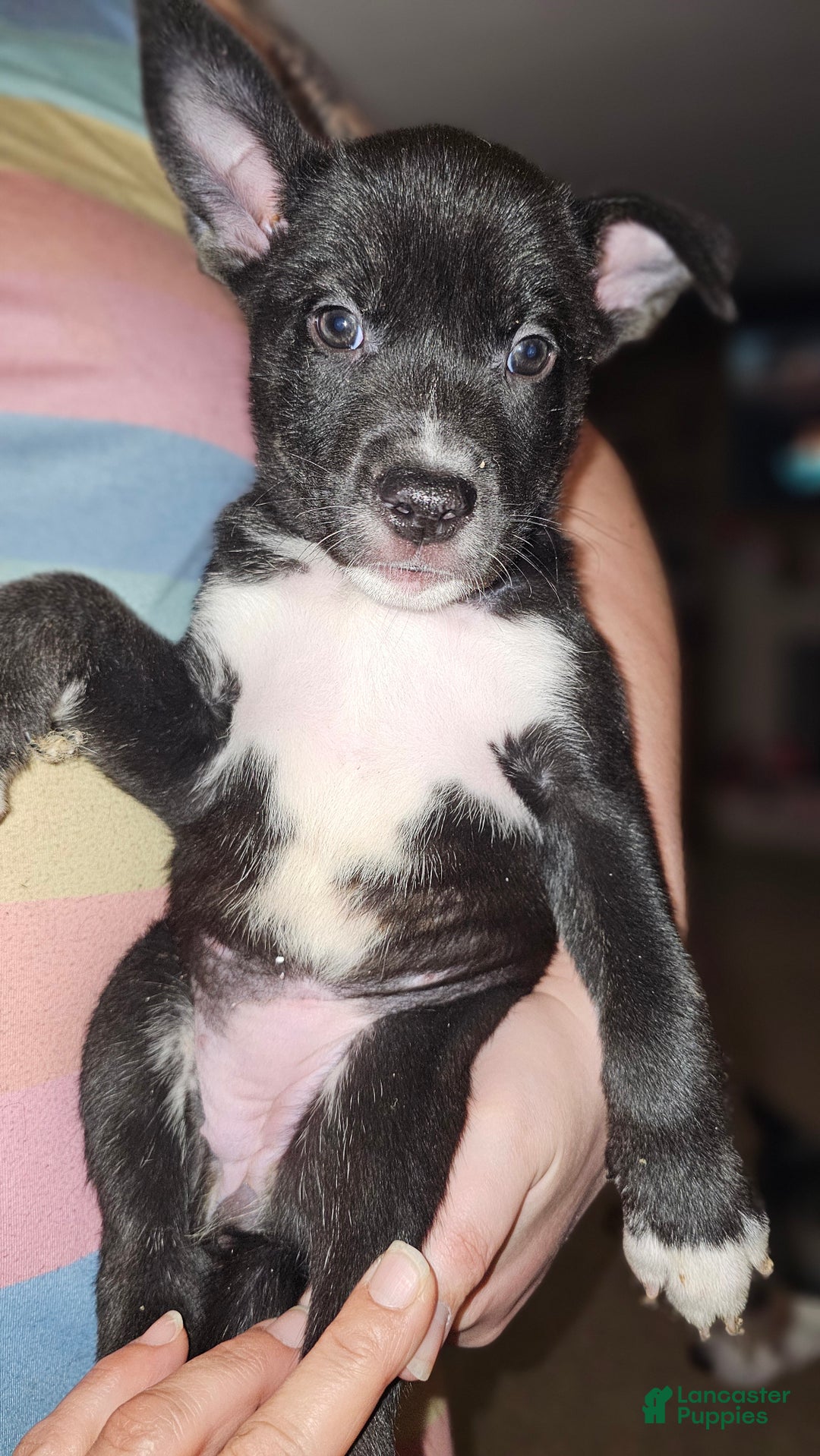 Mixed Breed dogs for sale: Darla - Ad 6