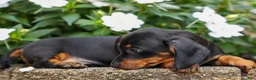 Miniature Dachshund dogs for sale: Iggy🐶  - Ad 15