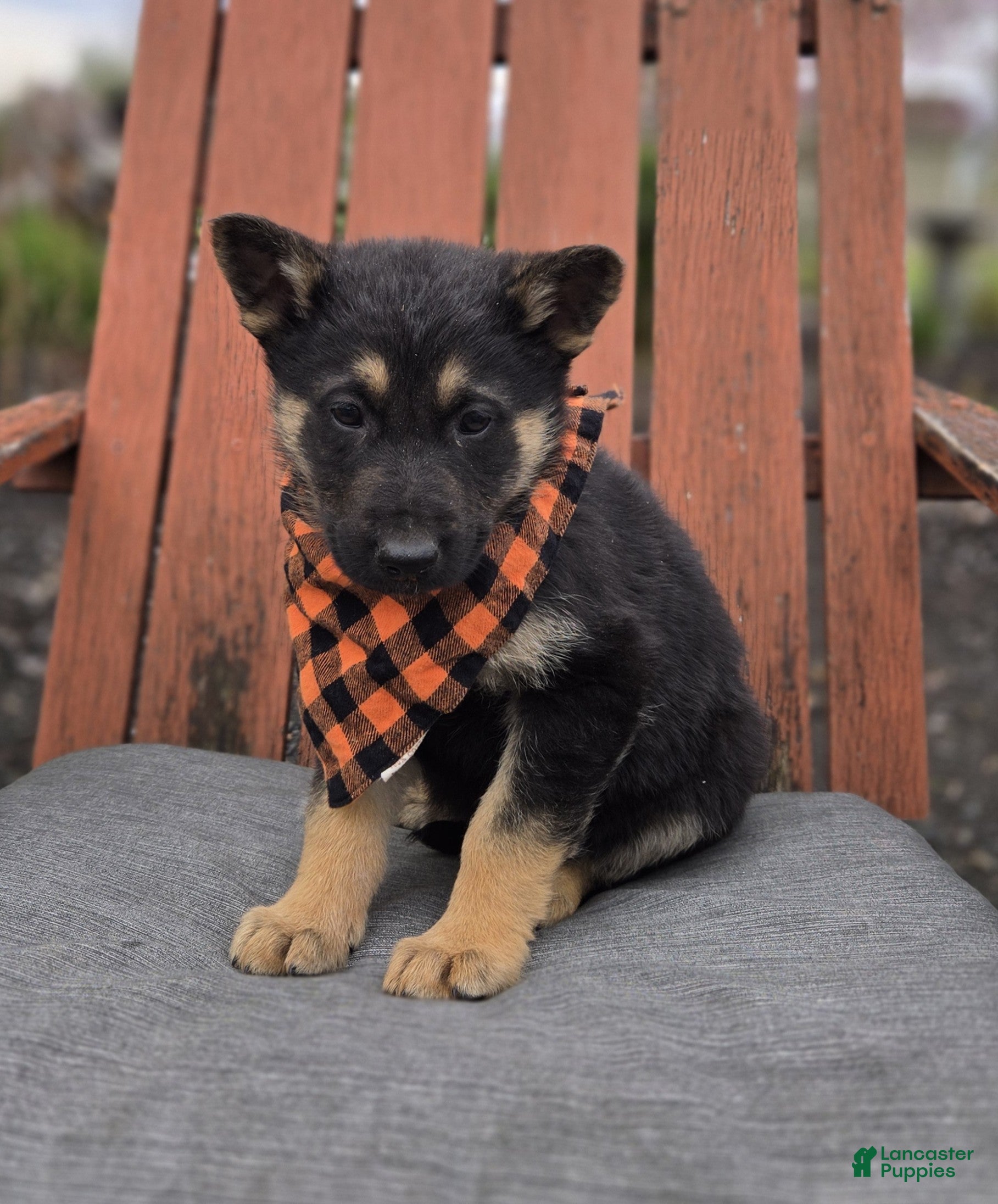 German Shepherd dogs Konnor - Ad 1
