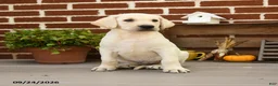 Labrador Retriever dogs for sale: Popcorn - Ad 2
