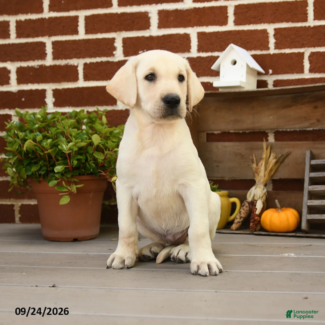 Labrador Retriever dogs for sale: Popcorn - Ad 2