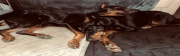 Doberman Pinscher dogs for sale: Green Collar Dobie - Ad 10