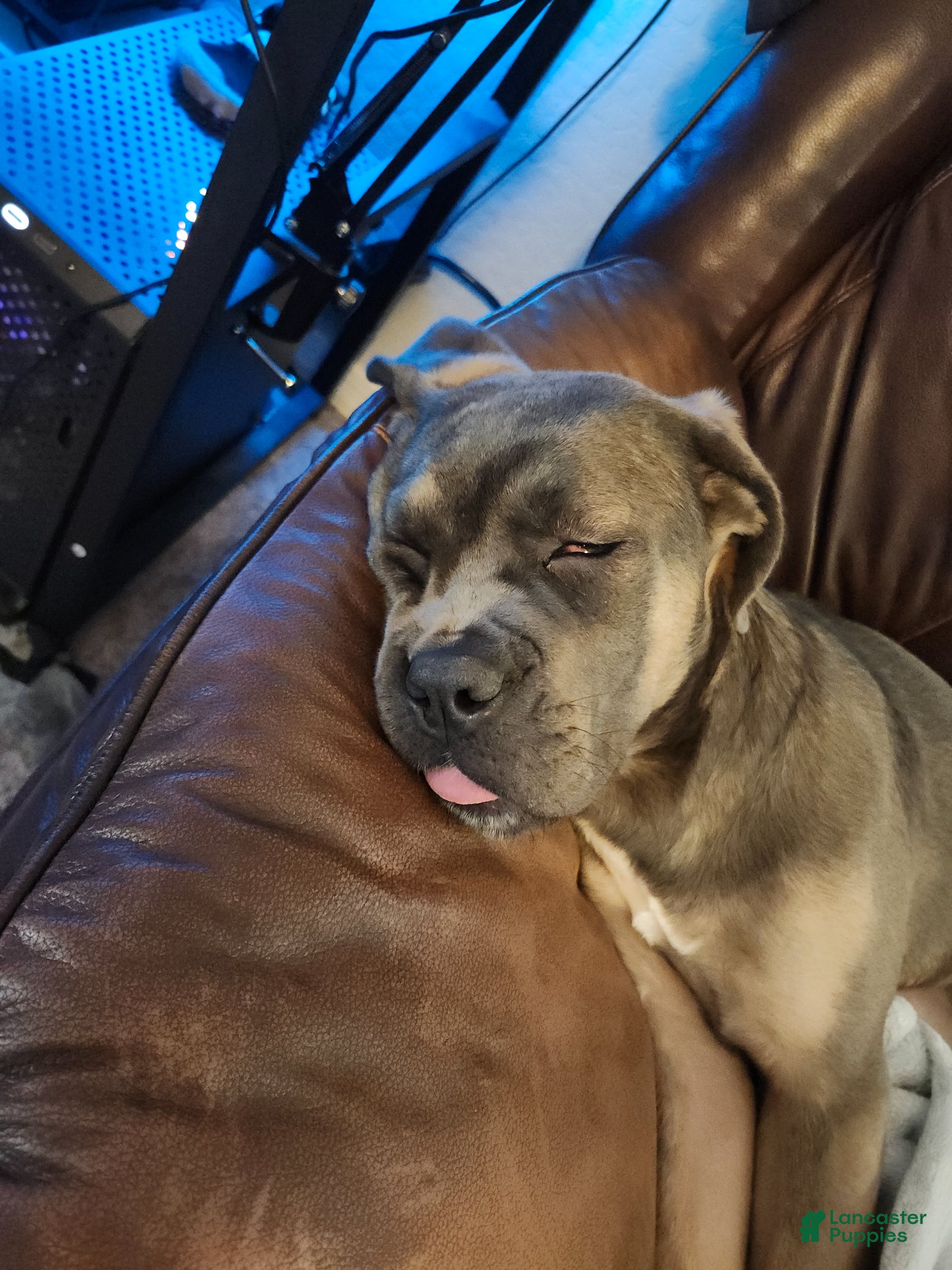 Cane Corso dogs Cane Corso Puppy 1 - Ad 1