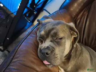 Cane Corso dogs Cane Corso Puppy 1 - Ad 1