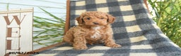 Cockapoo dogs for sale: Mia  - Ad 15