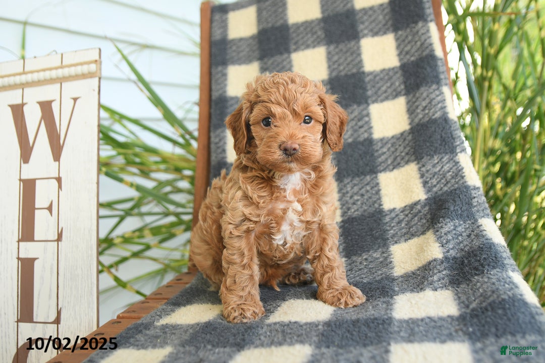 Cockapoo dogs for sale: Mia  - Ad 15