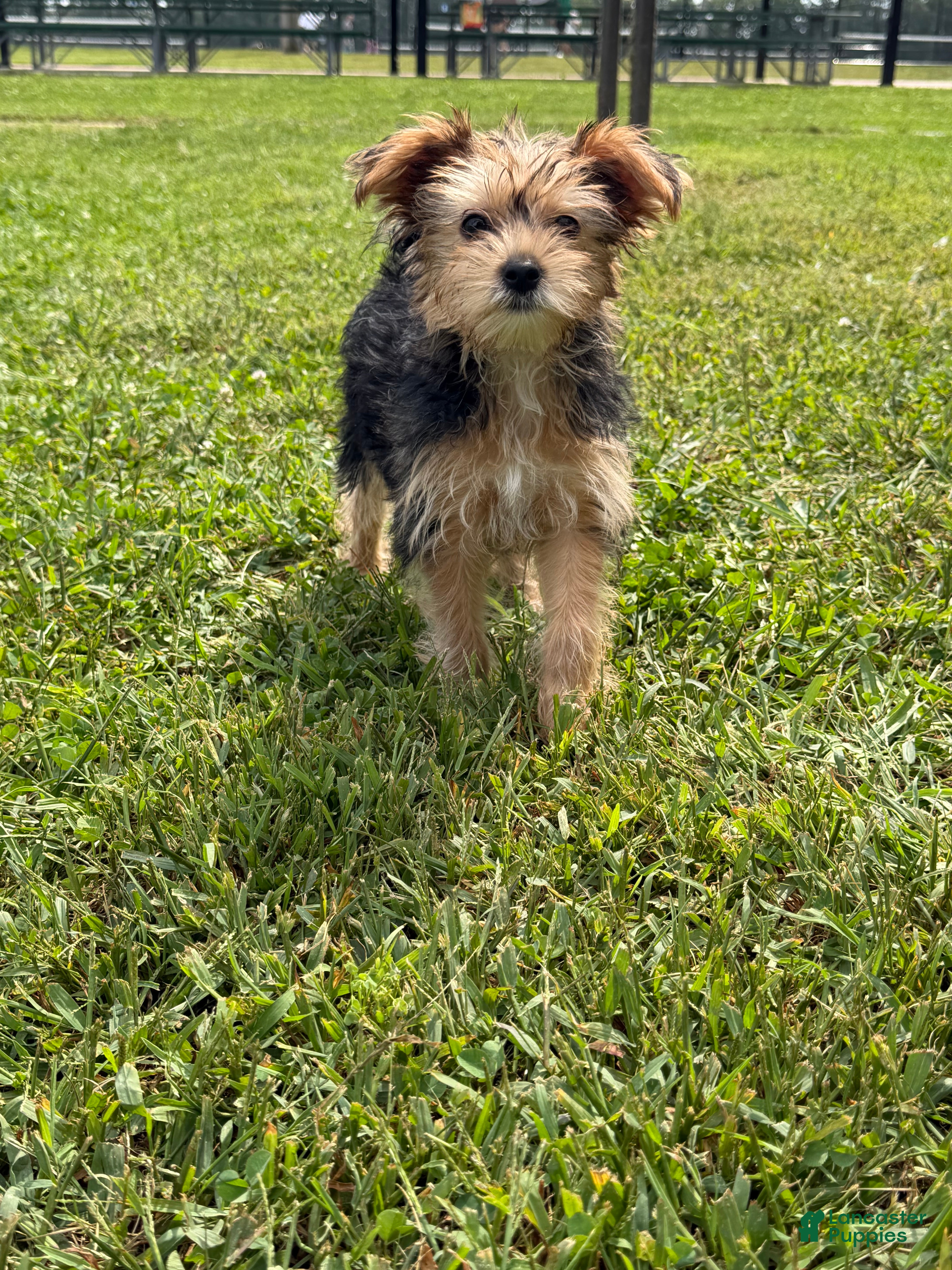 Yorkshire Terrier dogs Reese Puff  - Ad 25