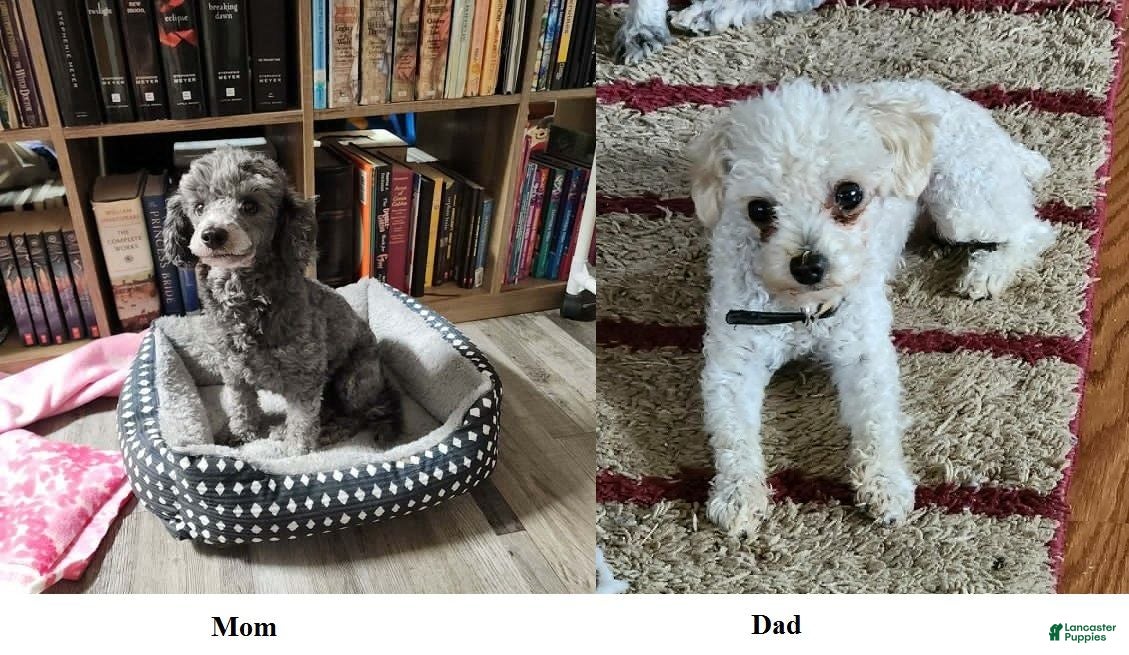 Miniature Poodle dogs Tux (2.6 pounds) - Ad 2