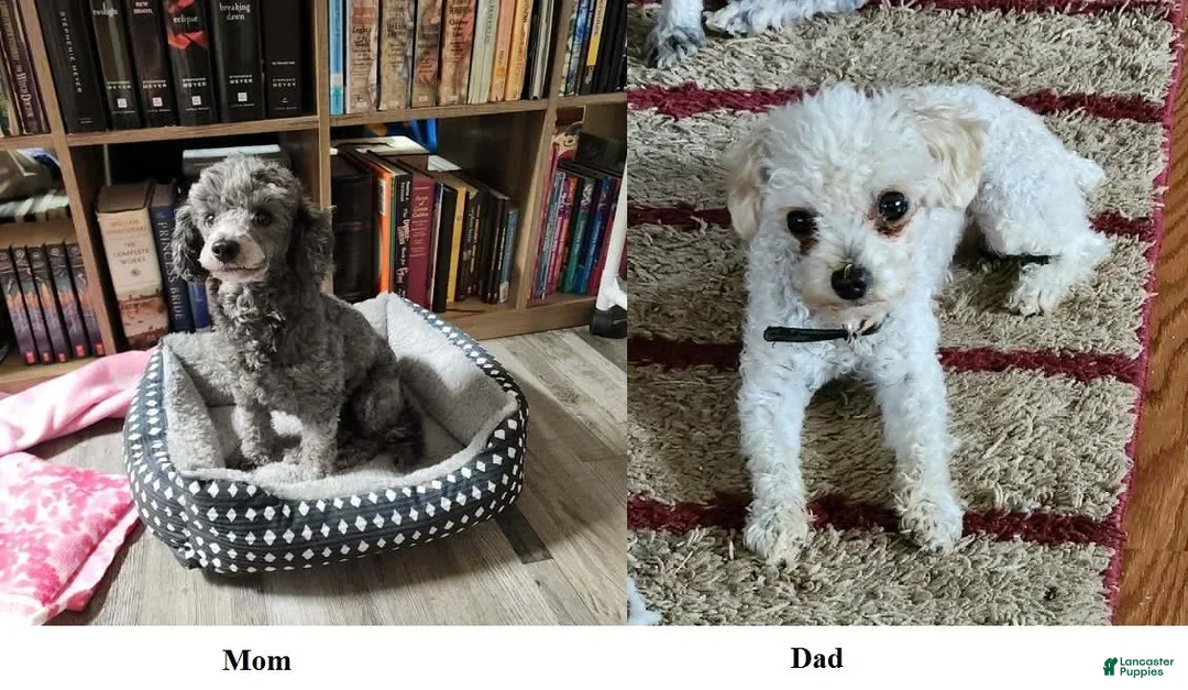 Miniature Poodle dogs for sale: Tux (2.6 pounds) - Ad 2