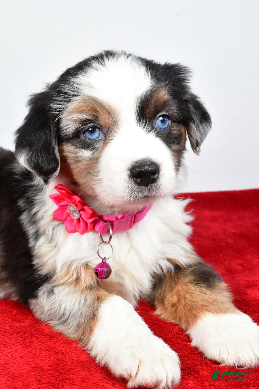 Miniature Australian Shepherd dogs for sale: Orlinda  - Ad 3