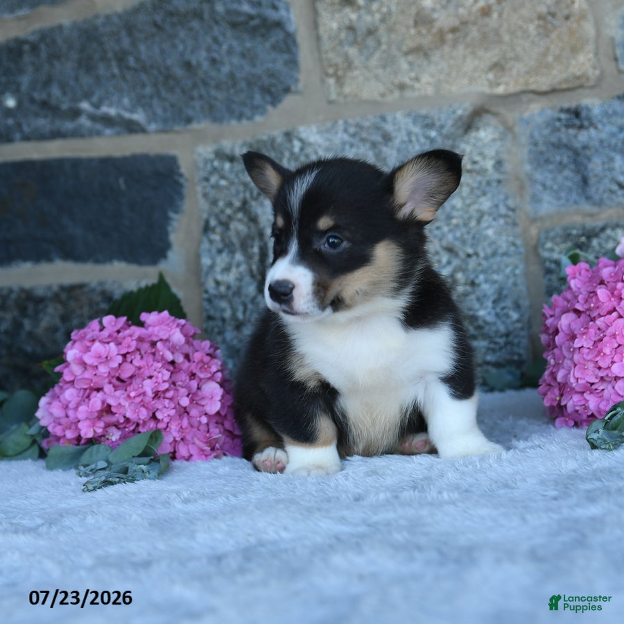 Welsh Corgi Pembroke dogs Vander - Ad 2