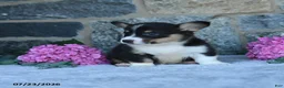 Welsh Corgi Pembroke dogs for sale: Vander - Ad 2