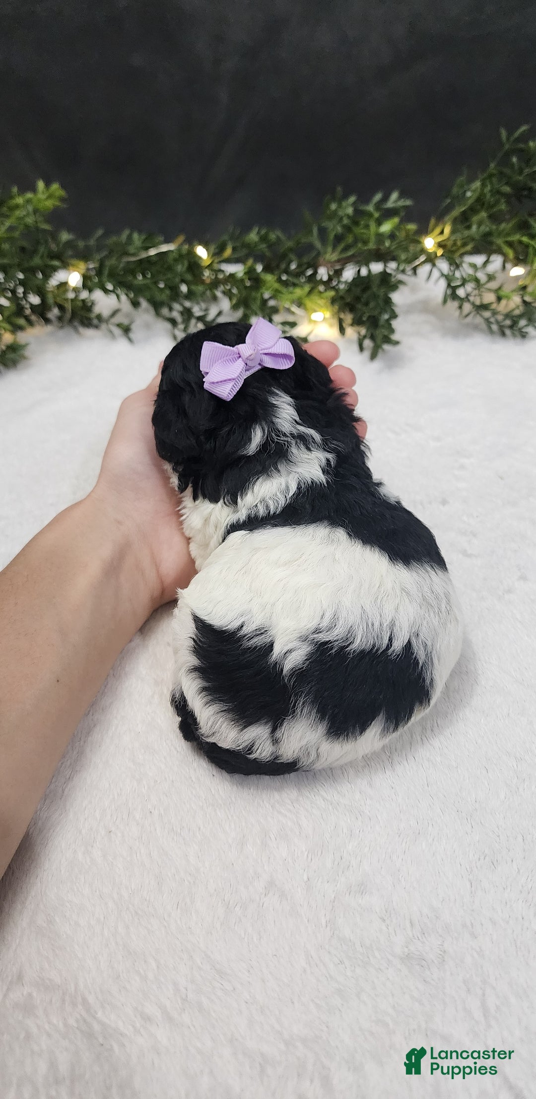 Miniature Poodle dogs for sale: Gracie  - Ad 4