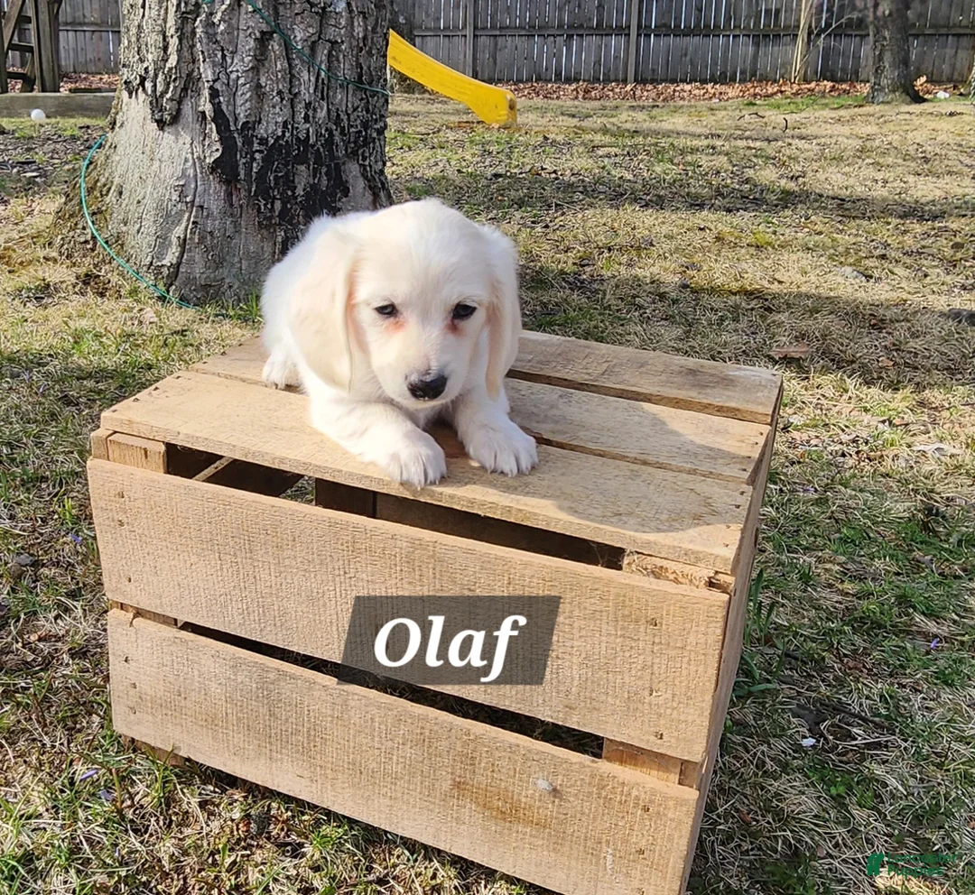 Miniature Dachshund dogs for sale: Olaf - Ad 2