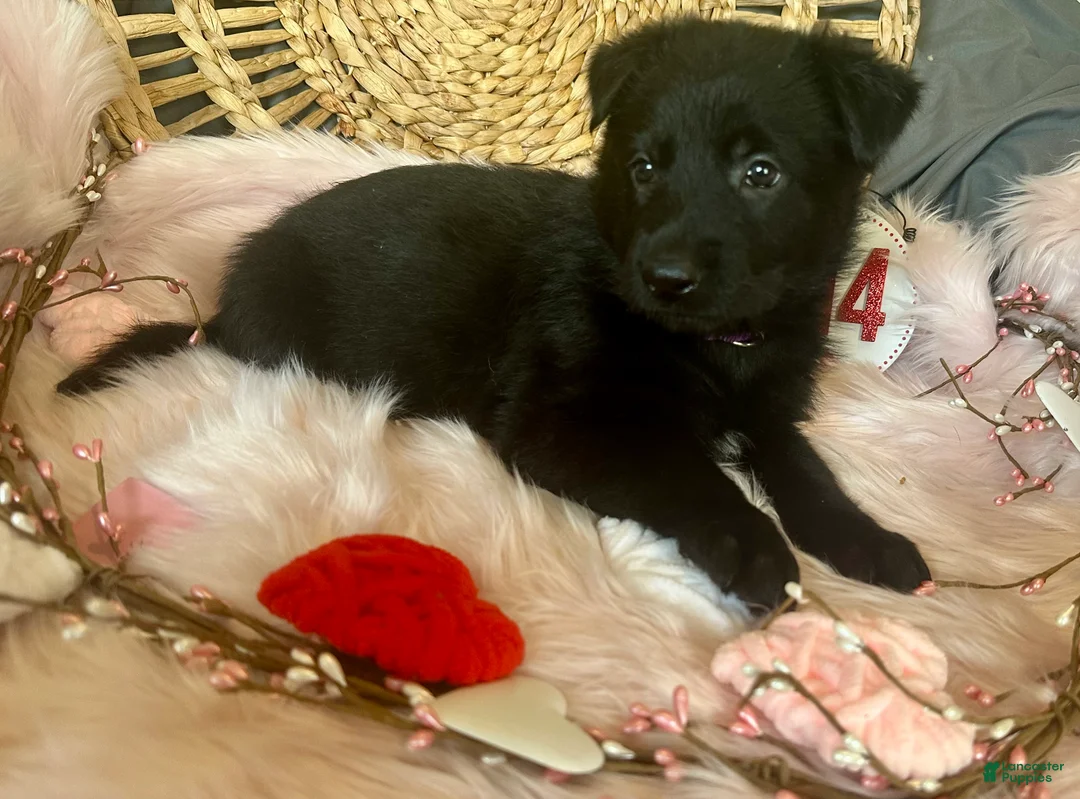 German Shepherd dogs for sale: Violet  - Ad 5