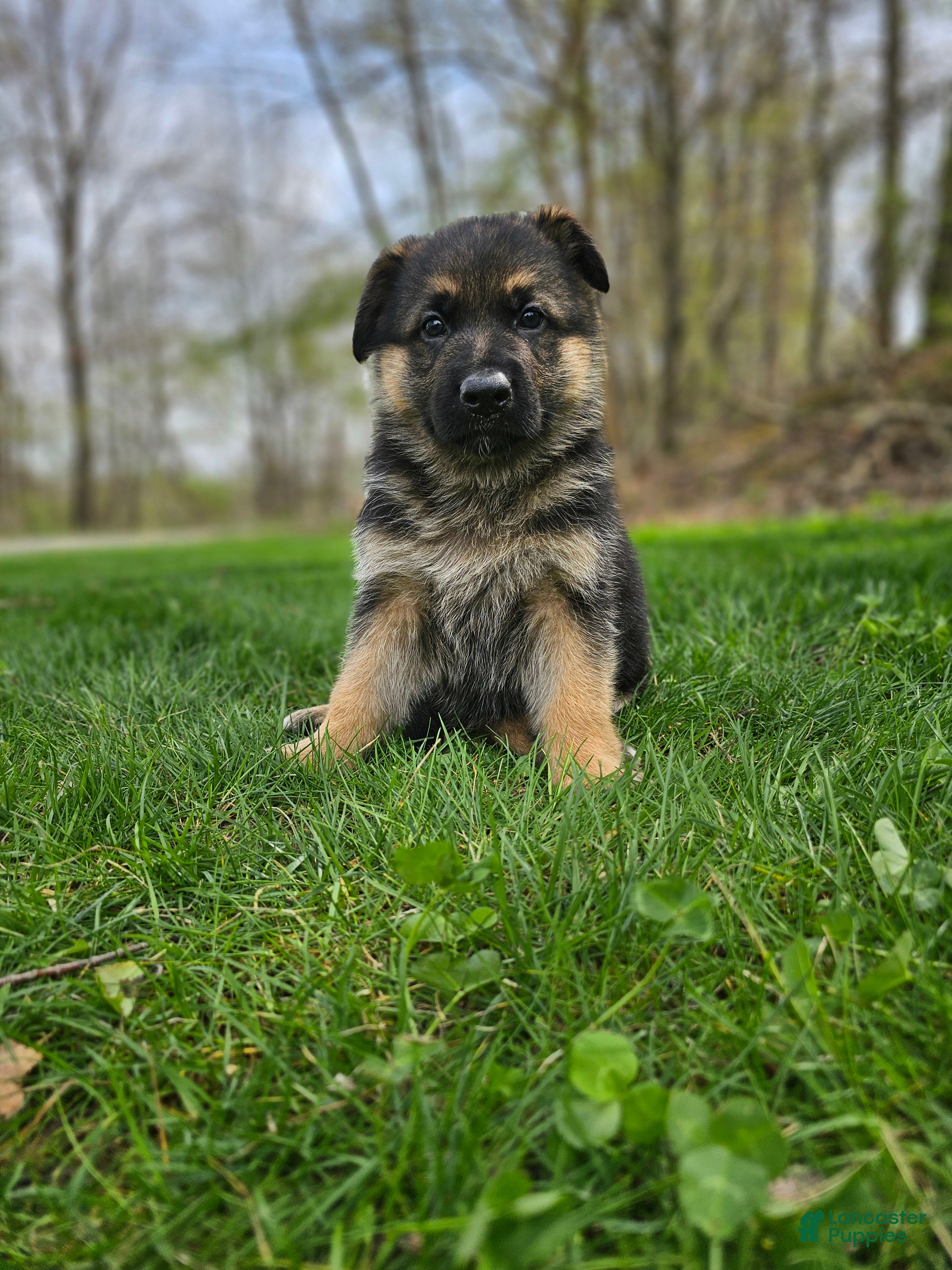 German Shepherd dogs Hunter  - Ad 1