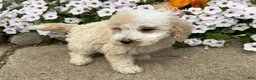 Miniature Poodle dogs for sale: Jimmy - Ad 7