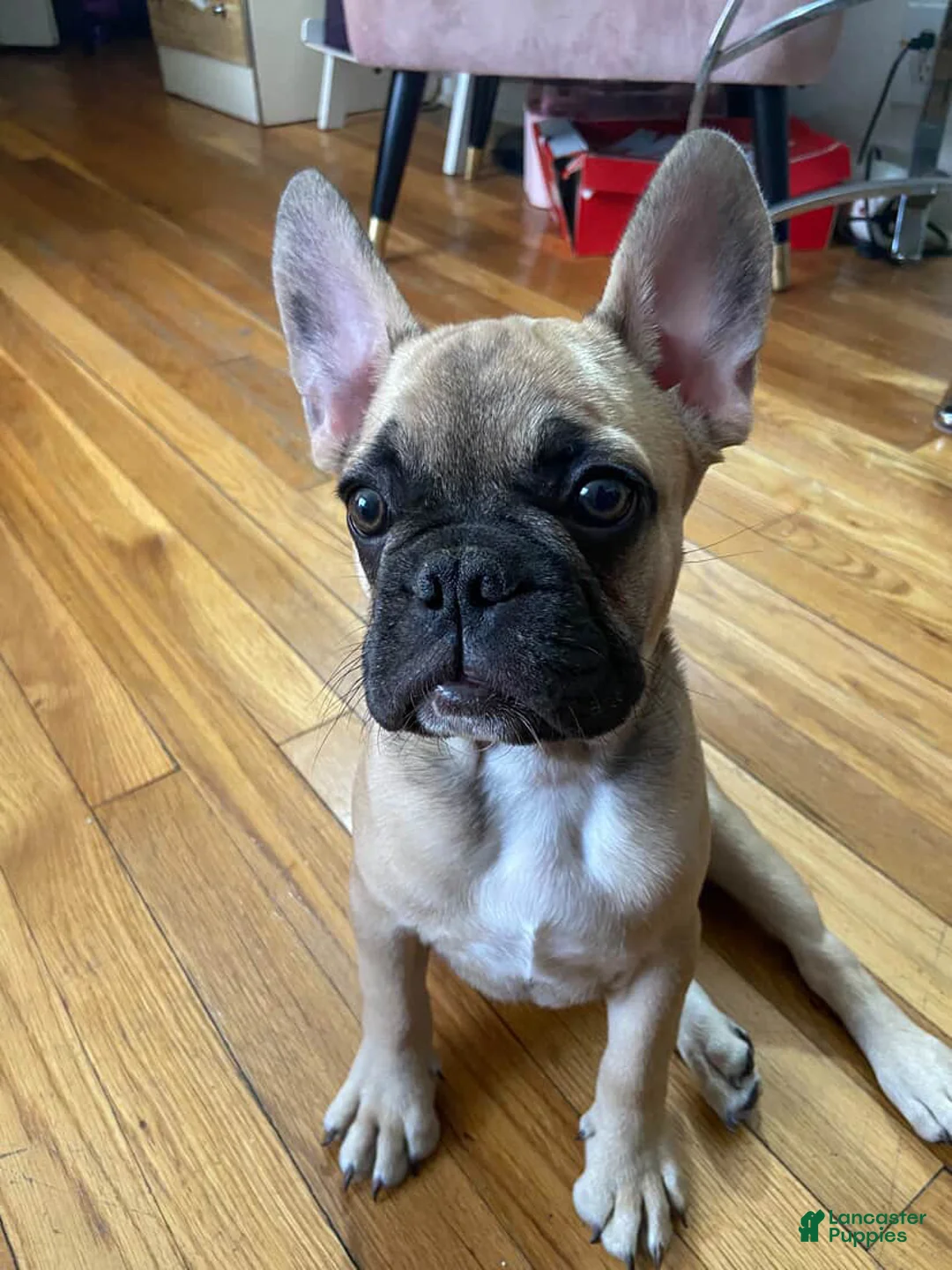 French Bulldog dogs for sale: French Bulldog Puppy 1 - Ad 1