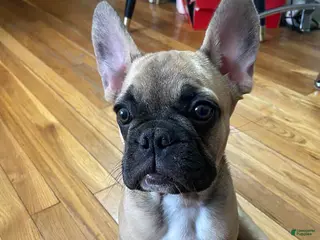 French Bulldog dogs French Bulldog Puppy 1 - Ad 6