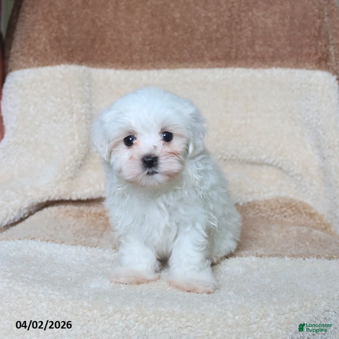 Maltese dogs for sale: Skippy - Ad 5