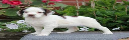 English Springer Spaniel dogs for sale: Cuddles - Ad 2