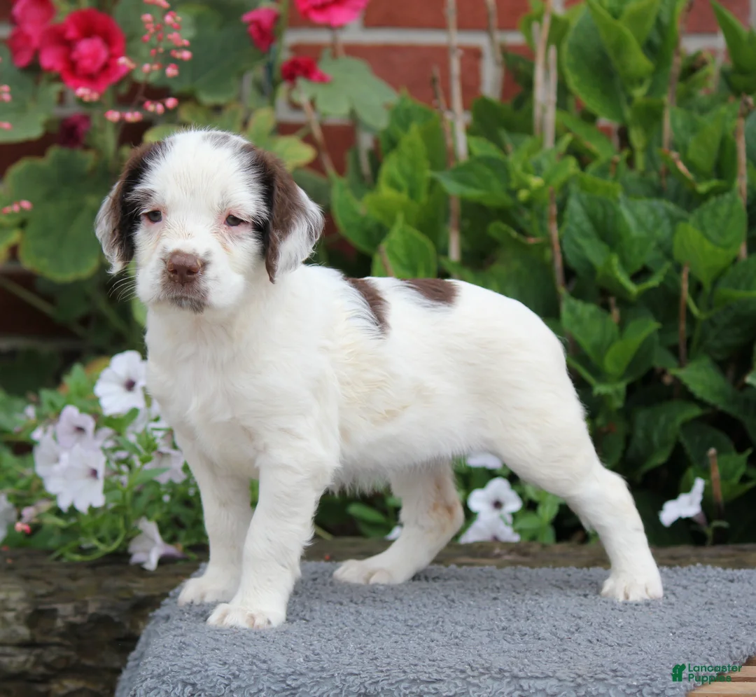 English Springer Spaniel dogs for sale: Cuddles - Ad 2