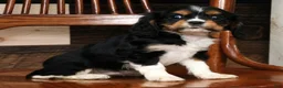 Cavalier King Charles Spaniel dogs for sale: Serena - Ad 6