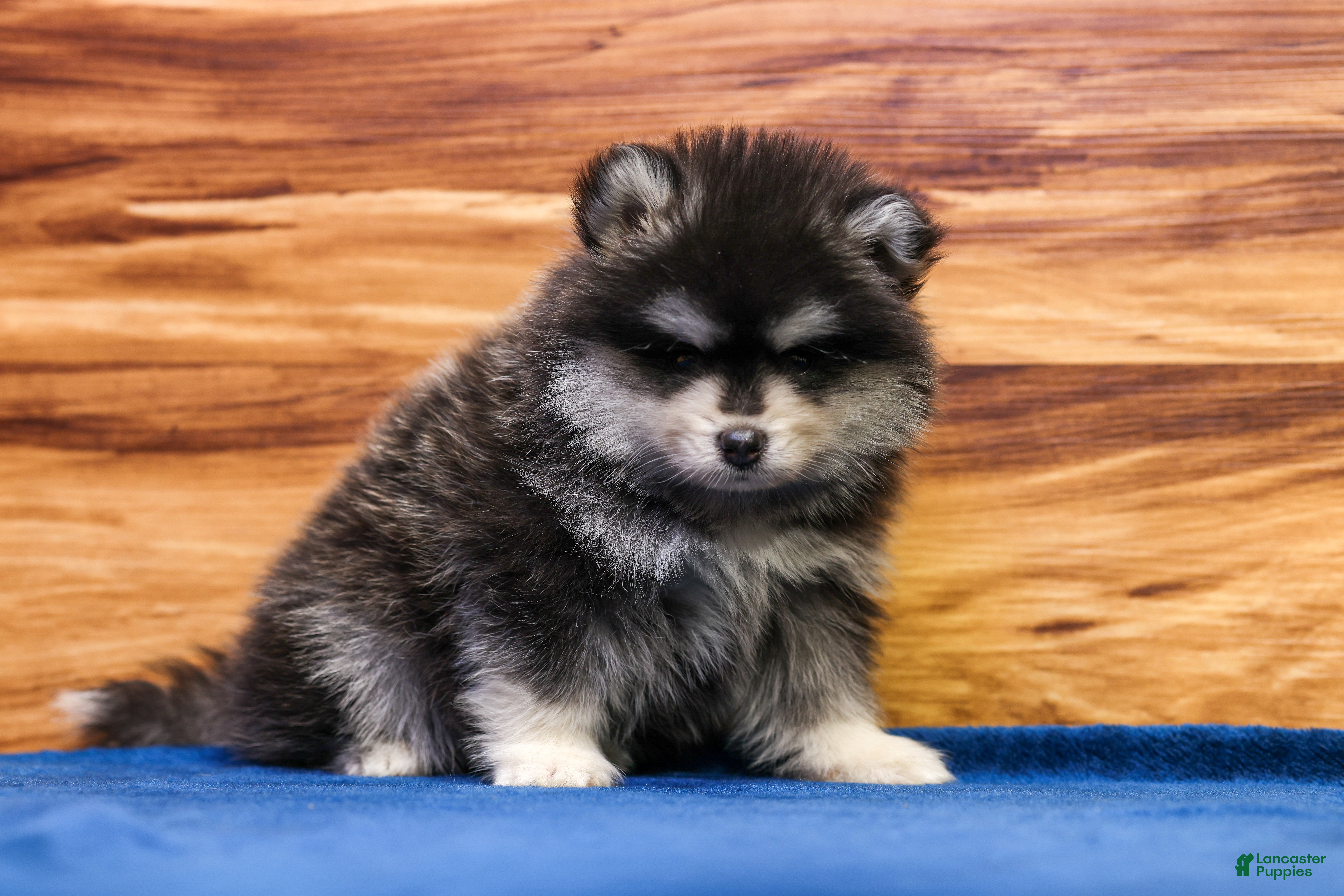 Pomsky dogs Teddy - Ad 2