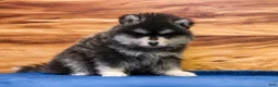 Pomsky dogs for sale: Teddy - Ad 2