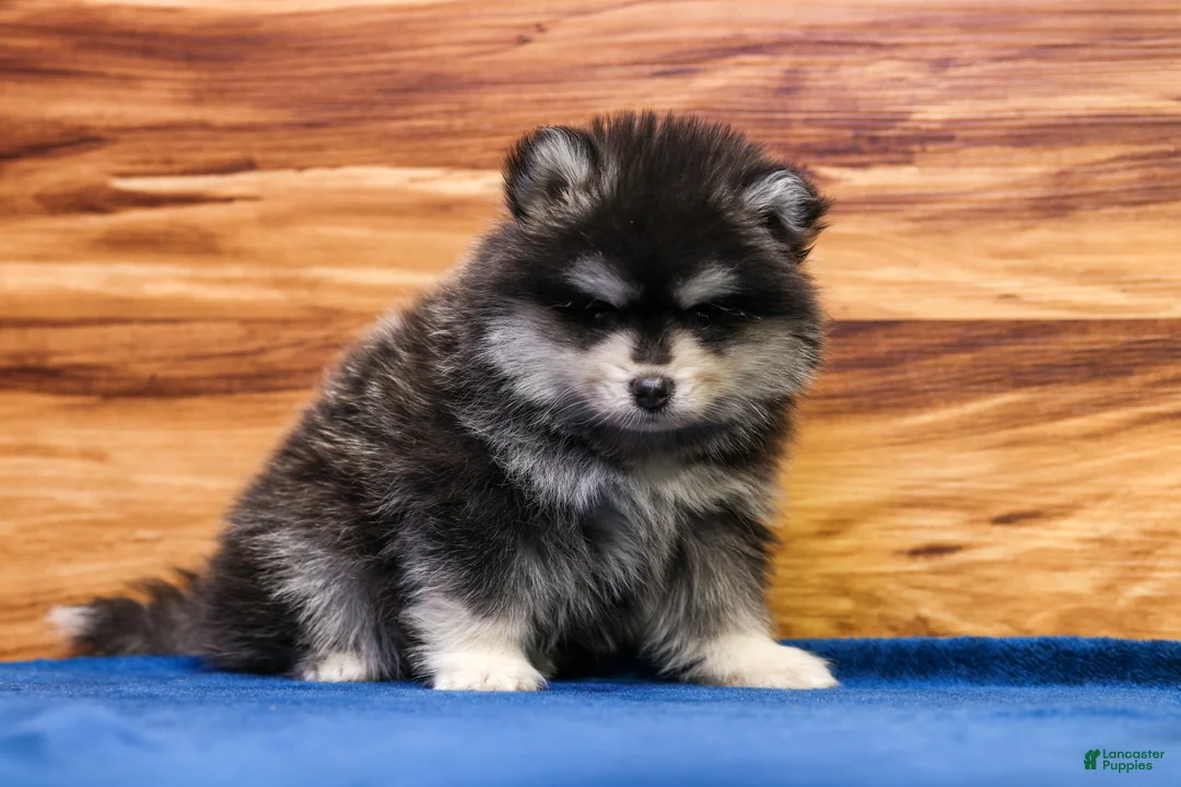 Pomsky dogs for sale: Teddy - Ad 2