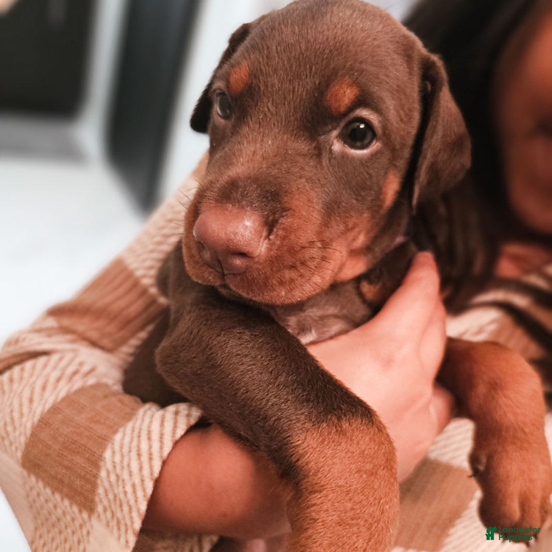 Doberman Pinscher dogs for sale: Red Male - Ad 1
