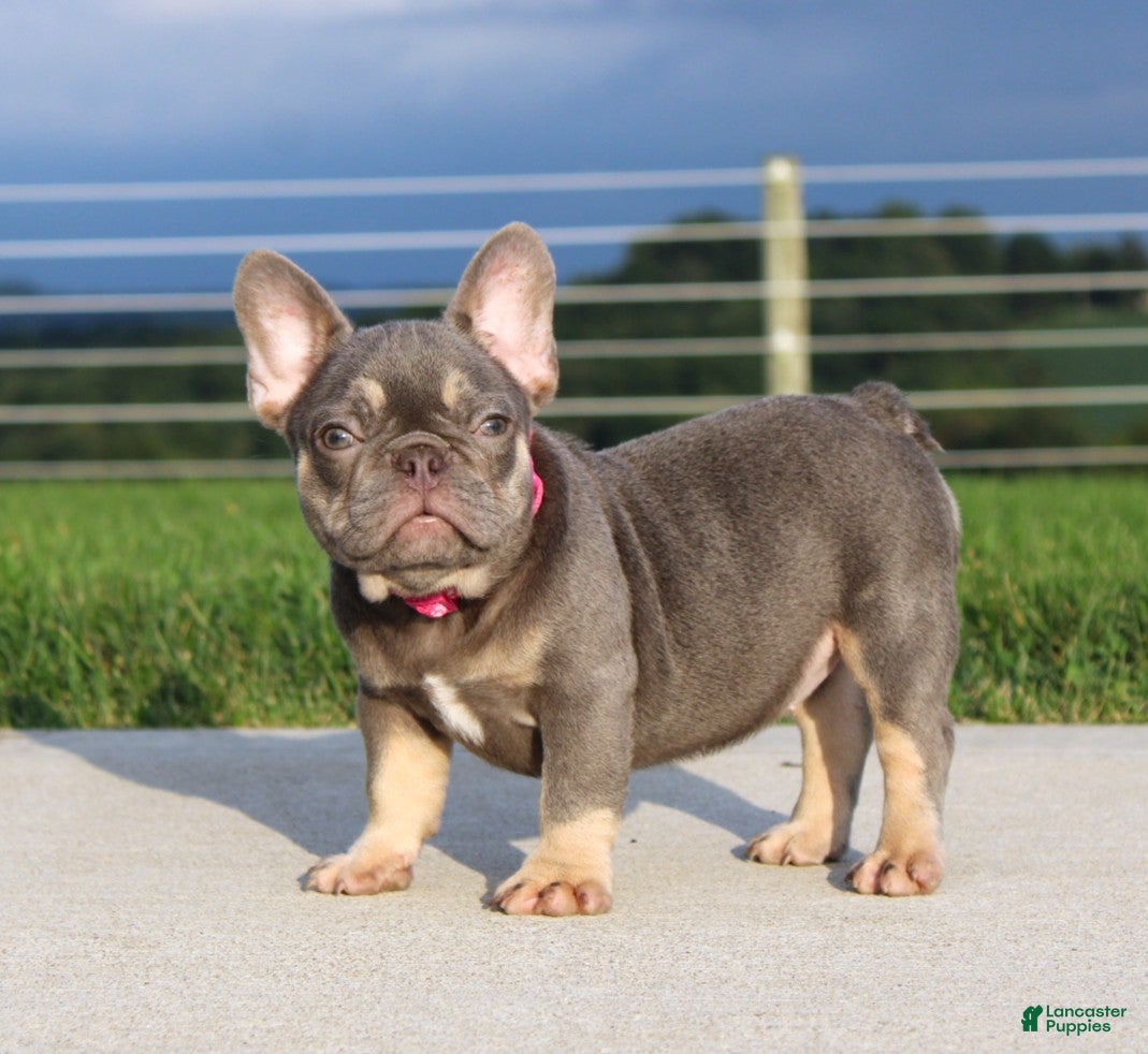 French Bulldog dogs Porcha - Ad 1