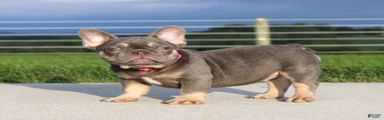 Porcha