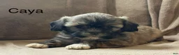 Shih Tzu dogs for sale: Caya - Ad 1
