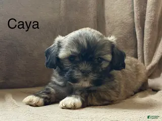 Shih Tzu dogs for sale: Caya - Ad 4
