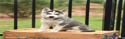 Siberian Husky dogs for sale: Bridget - Ad 2