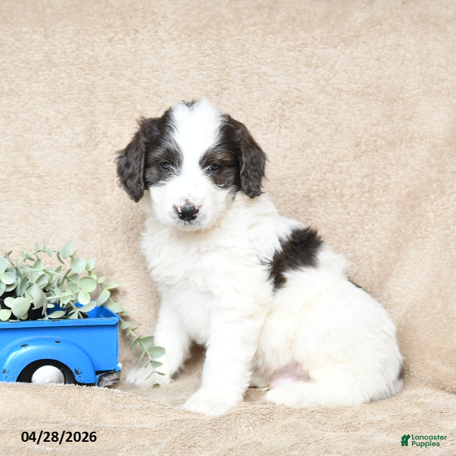 Goldendoodle dogs Rolo - Ad 1