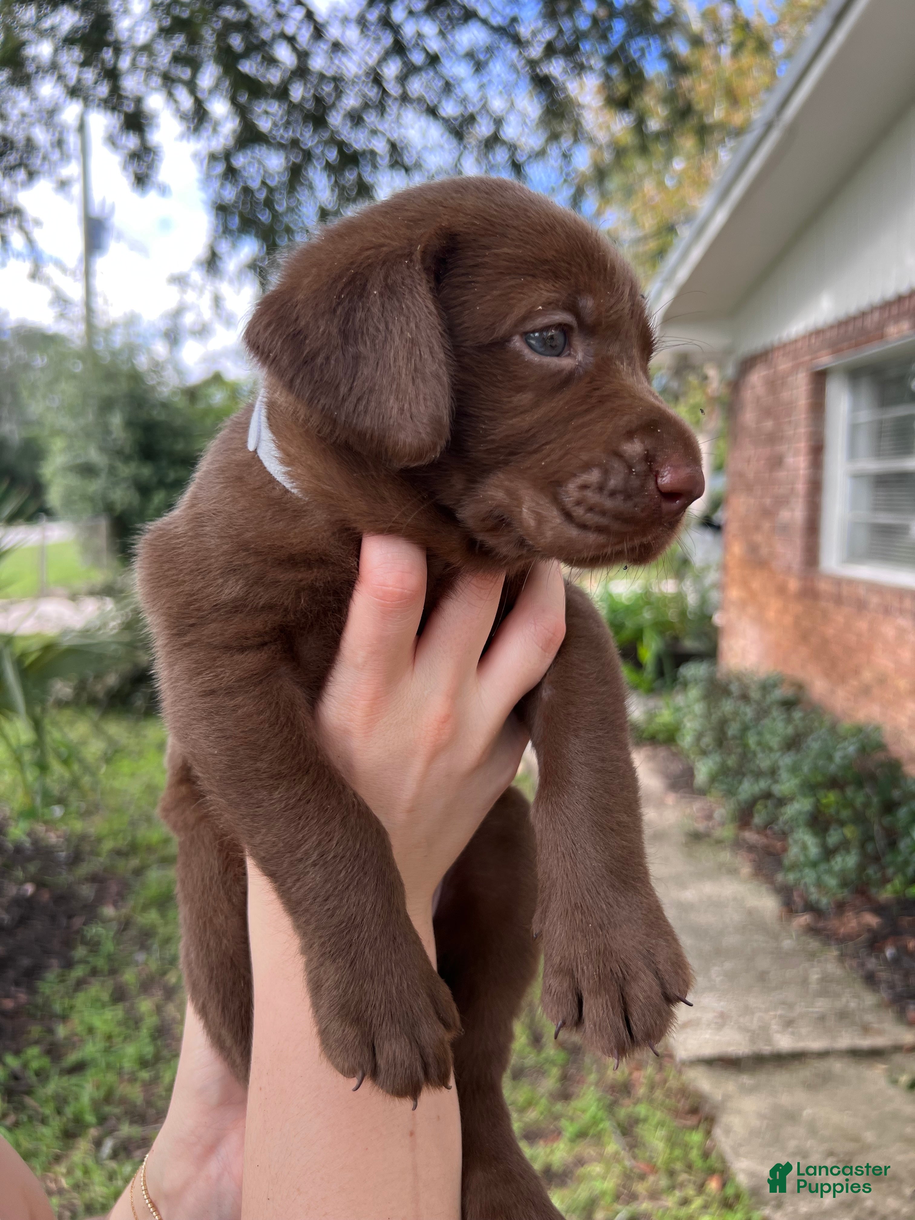 Labrador Retriever dogs Silver - Ad 1