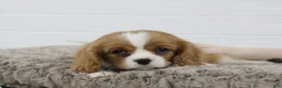 Cavalier King Charles Spaniel dogs for sale: Holly - Ad 3