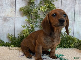 Miniature Dachshund dogs - Ad 37