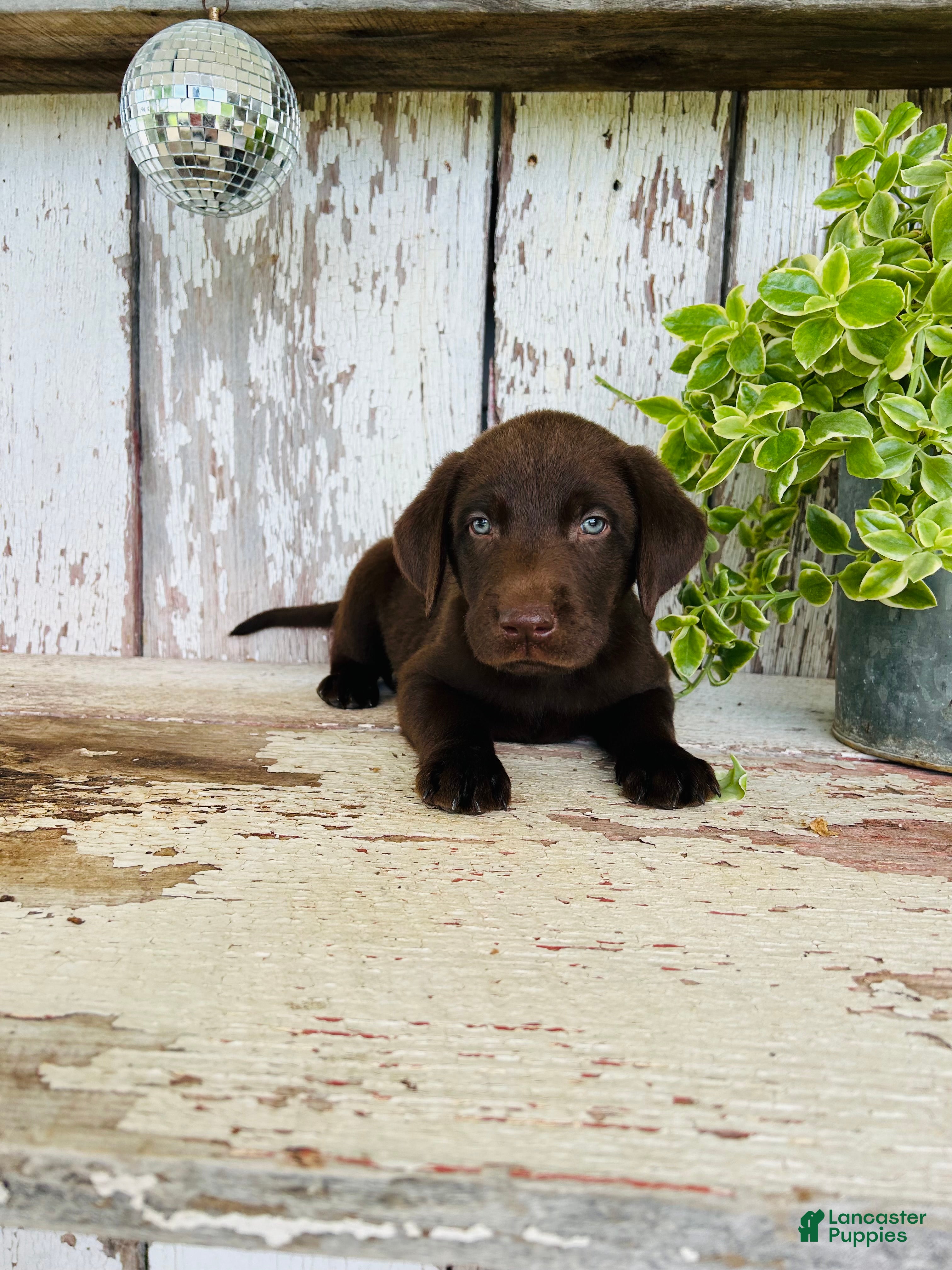 Labrador Retriever dogs Sawyer  - Ad 2