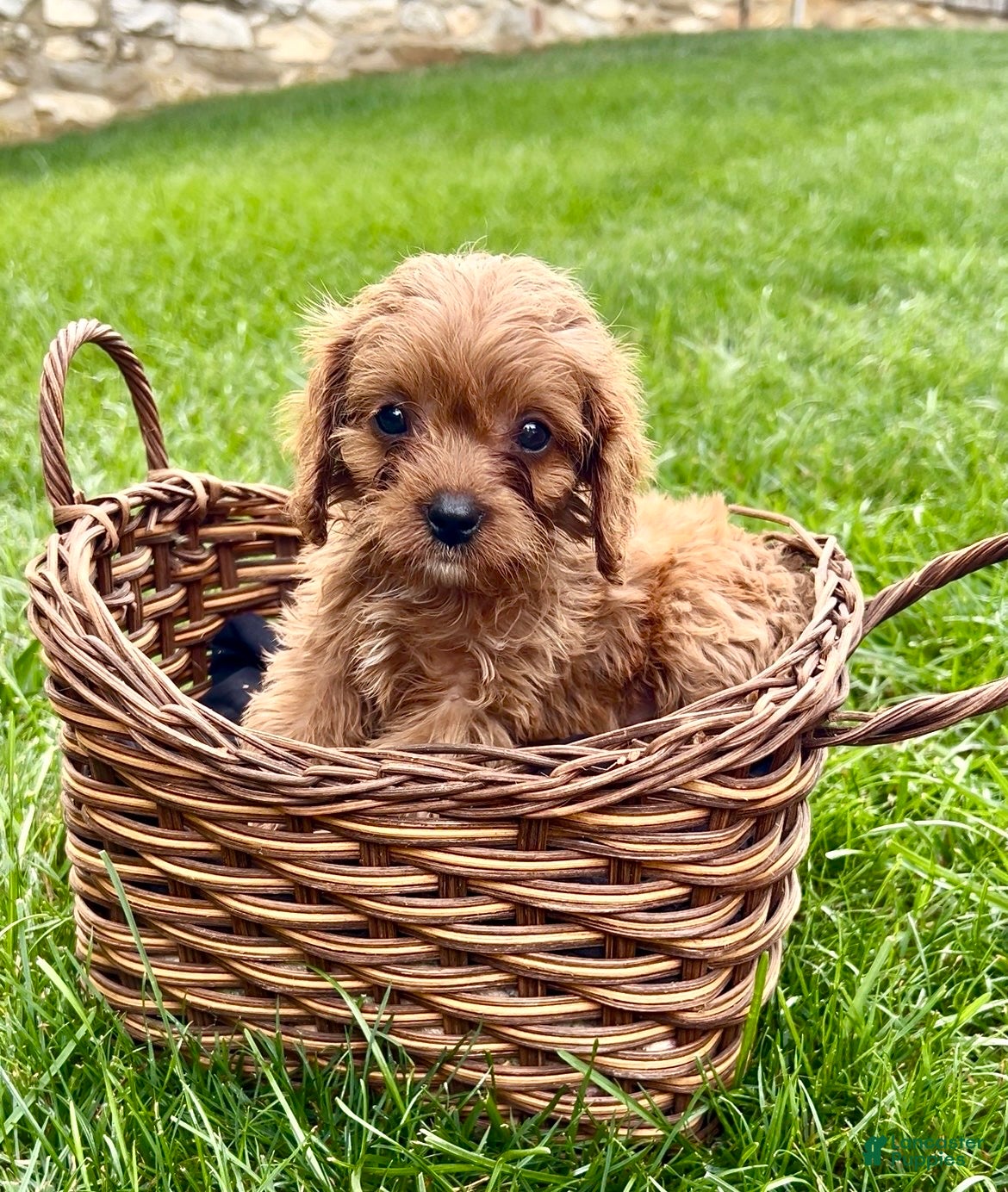 Cavapoo dogs for sale: Chloe - Ad 3