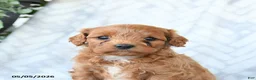 Cavapoo dogs for sale: Baxter - Ad 4